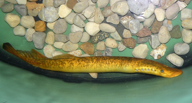 UK Biology professor Jeramiah Smith was recently published in the prestigious journal Nature Genetics for his work with genome sequence of the sea lamprey.